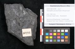 Foto (Objekt + Etikett) von Taeniopteris pseudosimplex Ettingshausen (NHMW-GEO-2024-0188-10294)